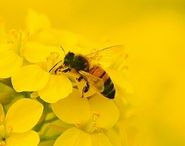 蜜蜂のイメージ